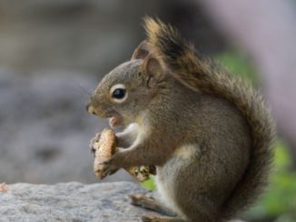 Wells Gray provincial park - Squirrel