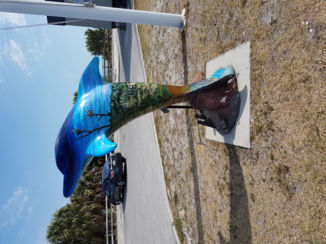 Clearwater - Dolphin