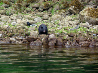 Canada - Zwarte beer 2 jaar Tofino