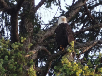Canada - Visarend Vancouver Island