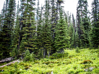 Jasper National Park - Alpenweide