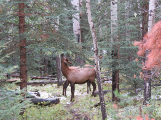 Jasper National Park