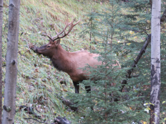 Jasper National Park