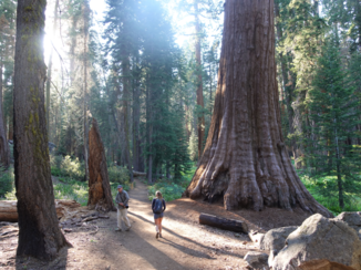 Verenigde Staten - Sequoia NP