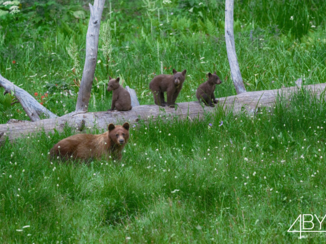 Verenigde Staten - Sequoia NP