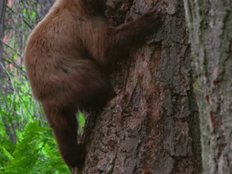 Verenigde Staten - Sequoia NP