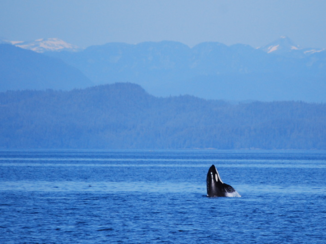 Canada - Orka bij Telegraph Cove