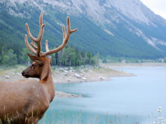 Canada - Wapiti in Jasper NP