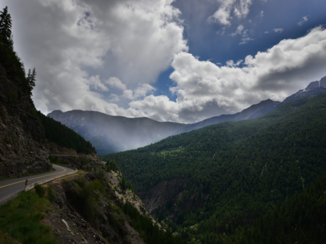 Canada - Misty woods