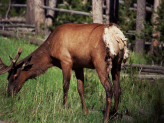 Verenigde Staten - Achterwerk