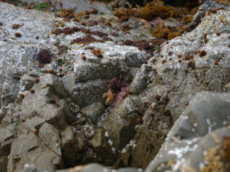 Vancouver Island - Starfish at longbeach