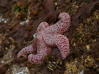 Vancouver Island - Starfish