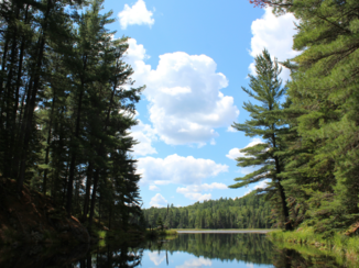 Algonquin provincial park - Canadian woods