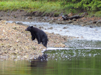 Riksja Canada - Beren kijken, gelukkig op veilige afstand in een bootje