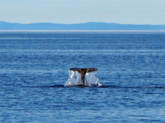 Riksja Canada - walvissen kijken bij Vancouver Island