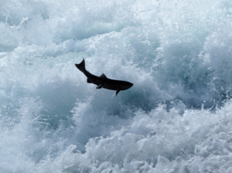 Riksja Canada - zalmen tegen de stroom in