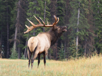 Riksja Canada - stevige jongen