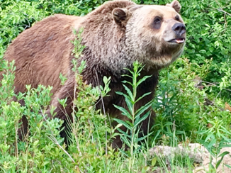 Canada - Boo the bear