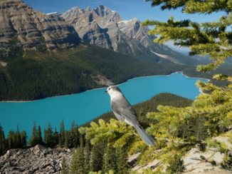 Lake Peyto - Witte merel geniet ook