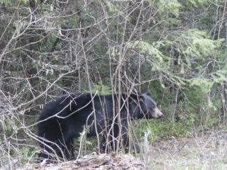 Wells Gray provincial park - Bear