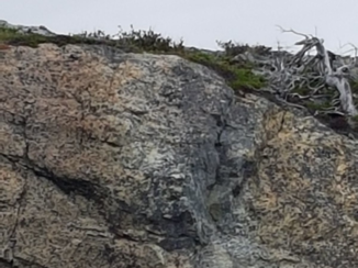 Nova Scotia - Zeearend