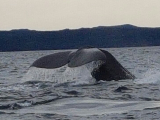 Nova Scotia - Ja die zijn er ook