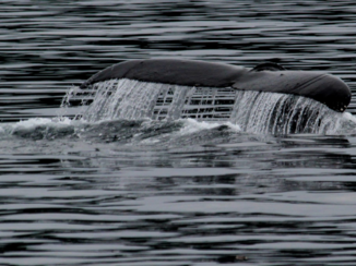 Canada - Telegraph cove