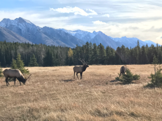 Jasper National Park - Prachtige wapiti met fantastisch landschap