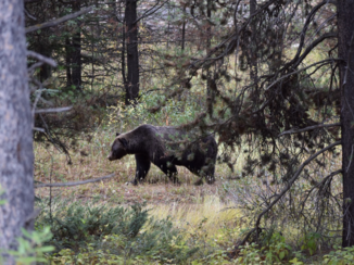 Canada - Grizzly beer langs een zijweg van de Icefields Parkway