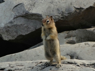 Canada - Gewoon lief