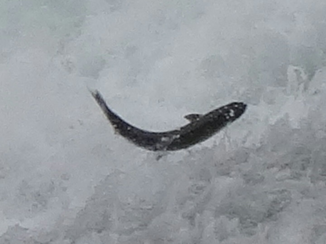 Canada - De 1e springende zalm die we zagen