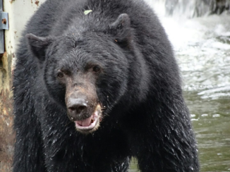 Canada - Deze was wel heel dichtbij. Maar had meer oog voor de zalm dan voor mij