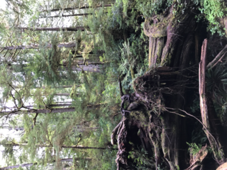 Canada - Rainforrest Vancouver Island