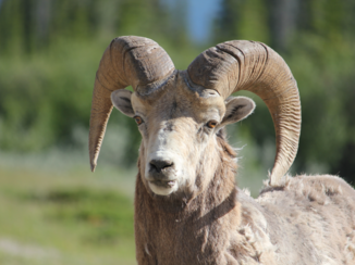Jasper National Park - Bighorn sheep in Jasper NP