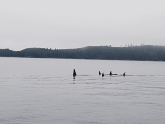 Canada - Orca's