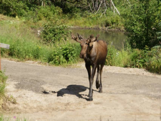 Djoser - Tijdens een hele kwam deze jonge eland ineens voorbij lopen.