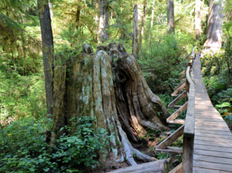 Canada - Rain forrest