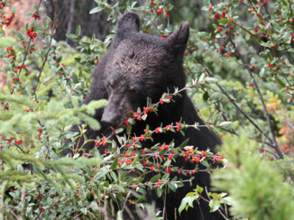 Verenigde Staten - Beer in Jasper