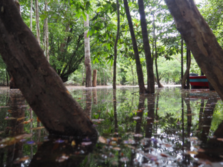 Djoser - Kanovaren door de jungle