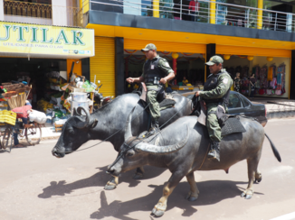 Djoser - Politie ter buffel