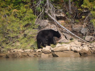 Canada - Black bear bij Blue River