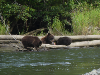 Canada - Zalmtrek in volle gang tussen Kleena Kleene-Bella Coola