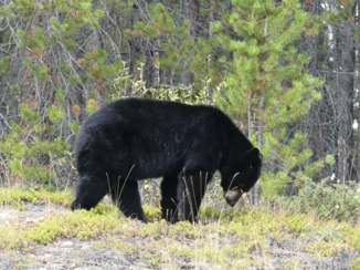 Canada - En ineens vlak voor ons!! (Banff)