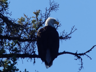 Canada - Bald Eagle, tijdens kanotocht vlak boven ons hoofd! (Kleena Kleene)