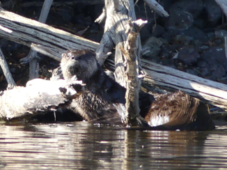 Canada - Visotter, de rest van de familie zwom rondom onze kano!