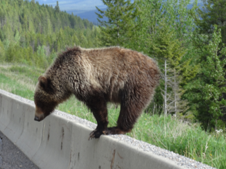 Lake Louise - Ik zie beren op de weg......