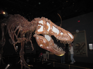 Calgary - Royal Tyrrell museum in Drumheller