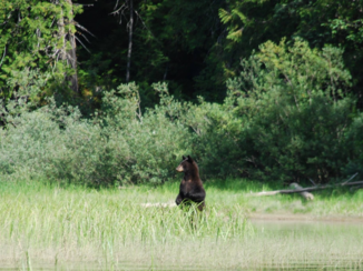 Vancouver - Een zwarte beer