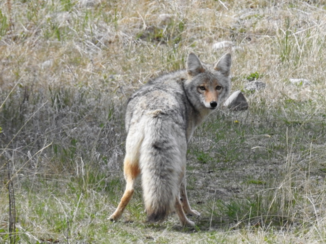 Canada - Omgeving Minnewanka
