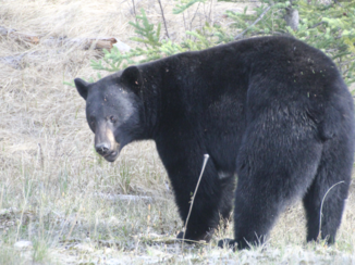 Canada - Onderweg naar Vernon